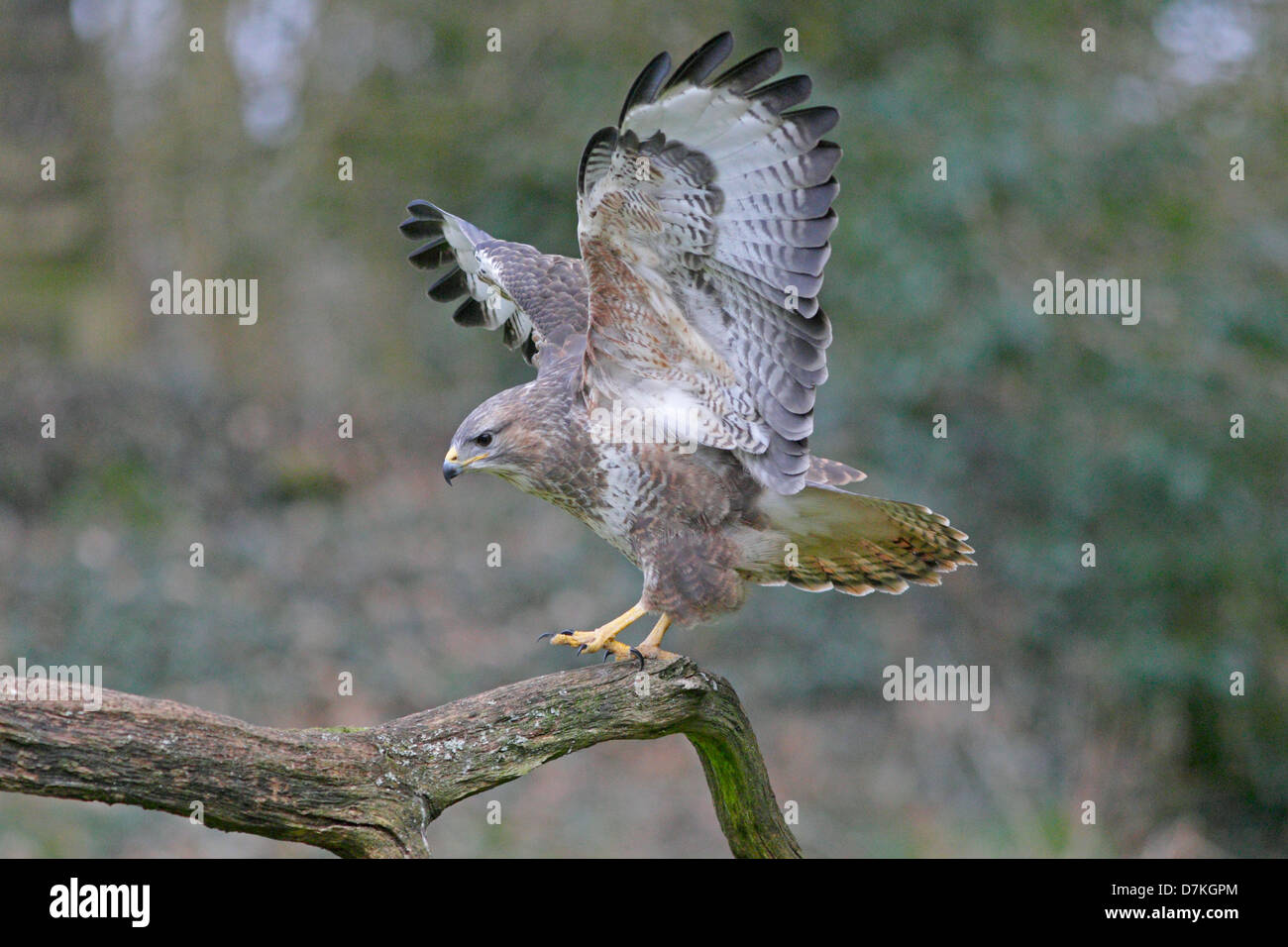 Wild Buse variable entrée en terre sur une branche Banque D'Images