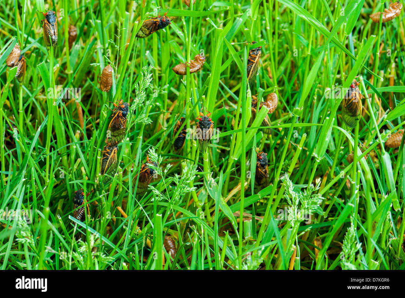 En mai 2012 l'émergence de 'I' de la couvée de 17 ans cigales (Pristimantis) dans Rockbridge County, en Virginie. Banque D'Images