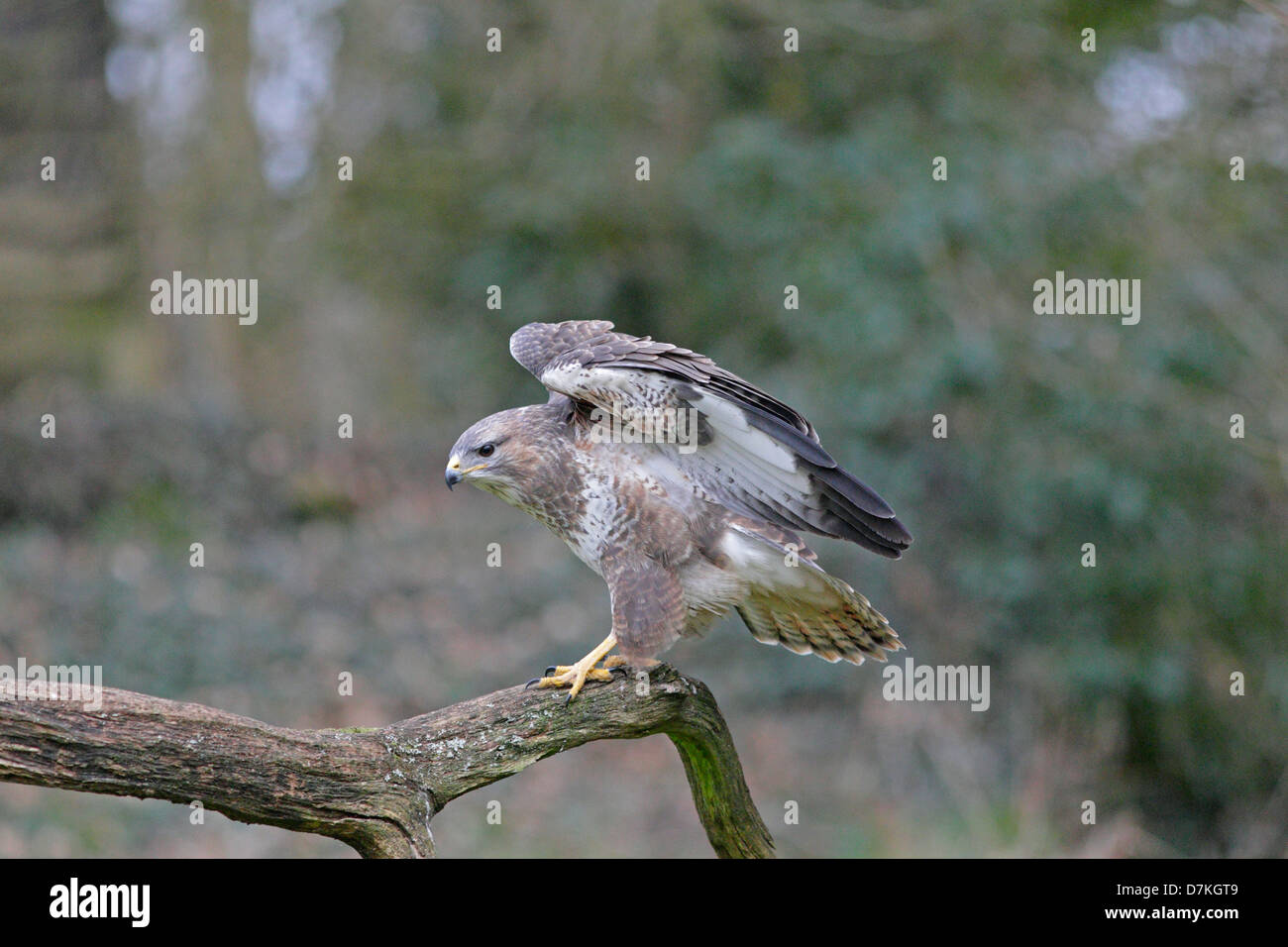 Wild Buse variable entrée en terre sur une branche Banque D'Images