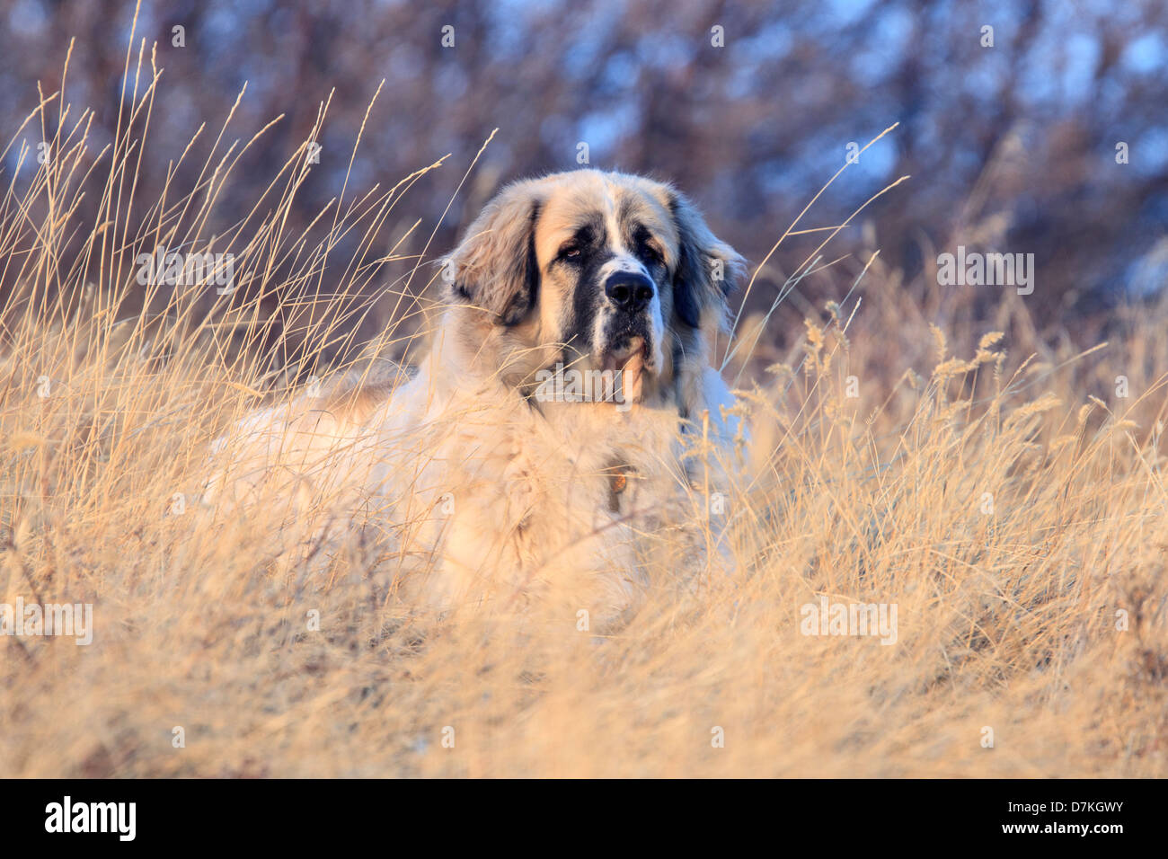 Un jeune chien mâtin des Pyrénées hunkered en hiver l'herbe. Banque D'Images