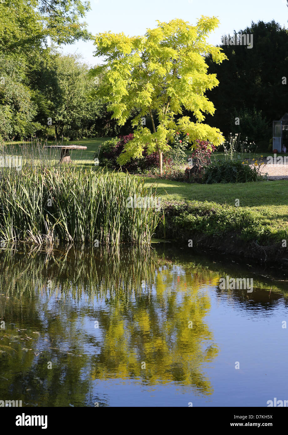 Rivière Chelmer dans Little Waltham, Essex, Angleterre. Banque D'Images