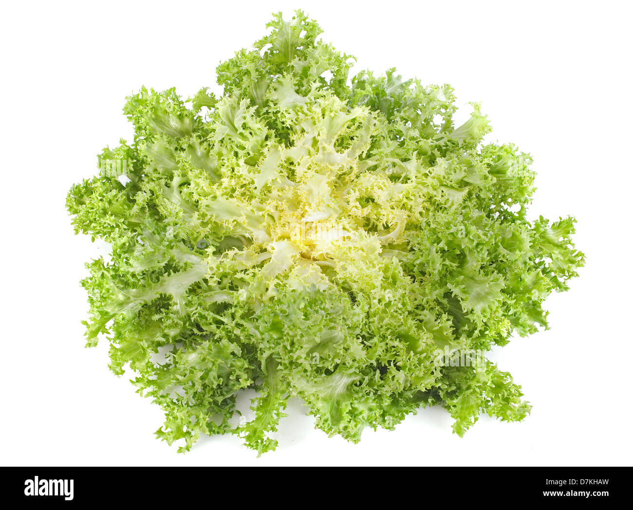 Salade d'endives chicorée Laitue niçoise in front of white background Banque D'Images