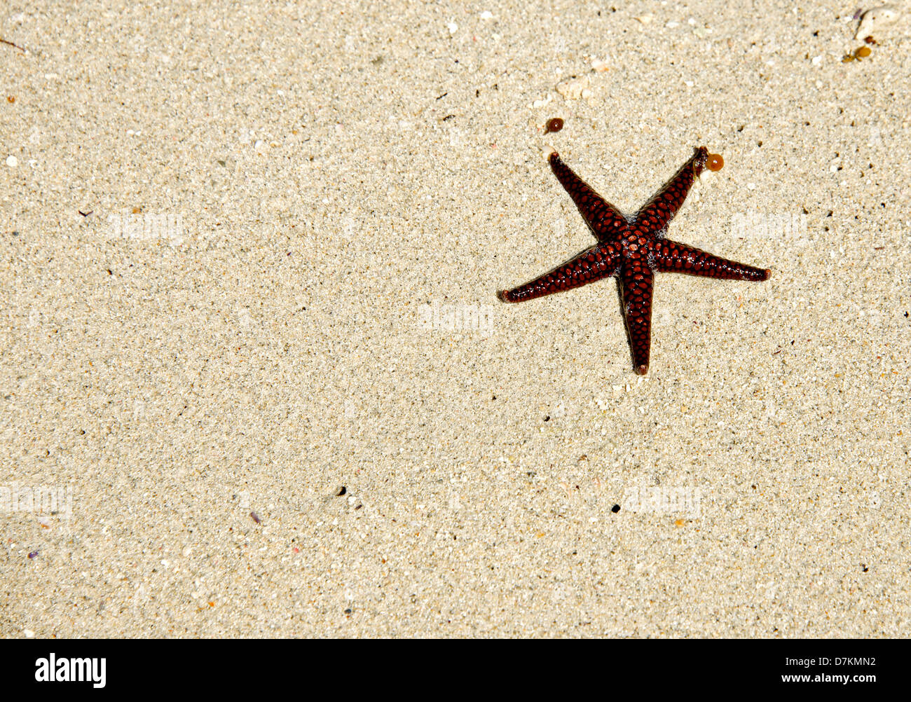Étoile de mer sur le sable blanc de la plage tropicale comme arrière-plan. Banque D'Images