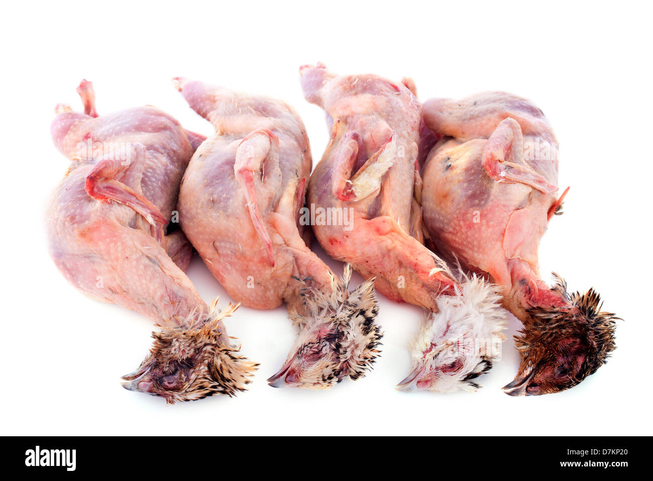 Cailles quatre carcasses sur un fond blanc Banque D'Images