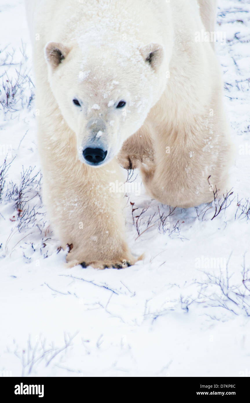 La marche, l'ours polaire (Ursus maritimus), Parc National de Wapusk, près de Hudson Bay, Cape Churchill, Manitoba, Canada Banque D'Images