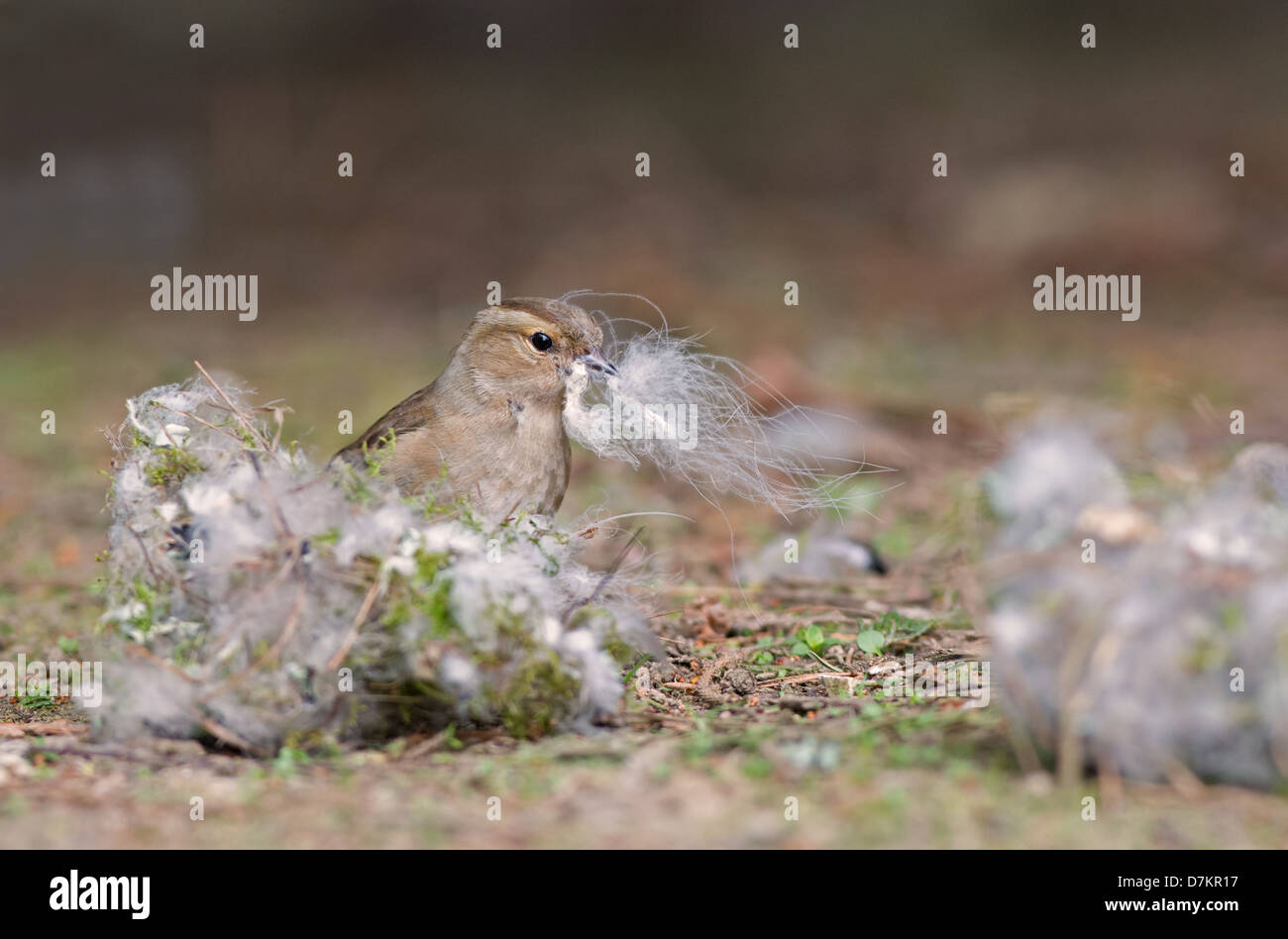 Chaffinch Fringilla coelebs femelle, rassemble des matériaux de nidification. Au printemps. Uk Banque D'Images