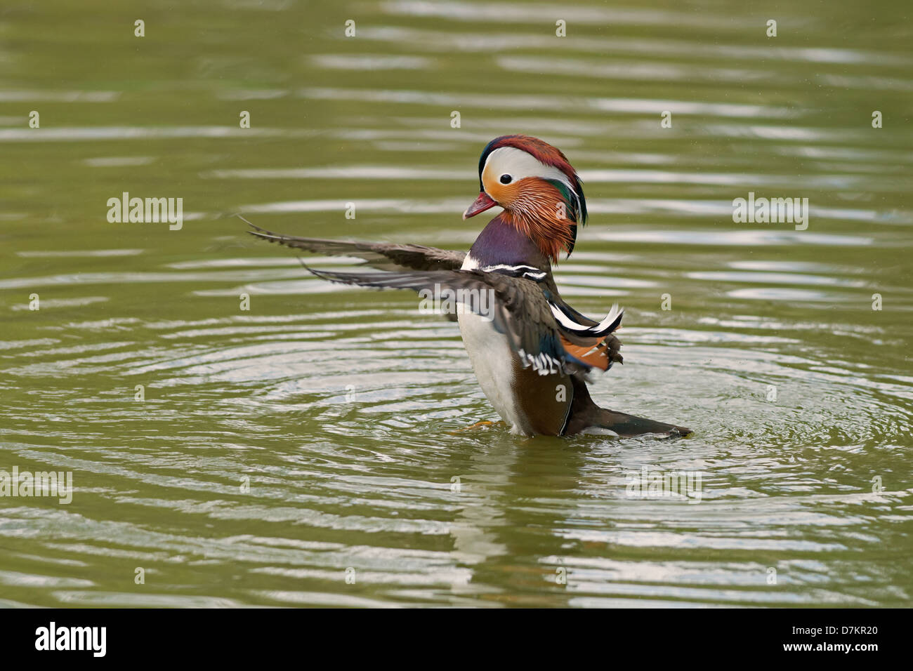 Homme Canard Mandarin Aix galericulata, baignade. Au printemps. Uk Banque D'Images