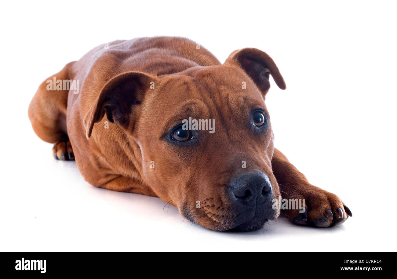 Portrait d'un Staffordshire Bull Terrier in front of white background Banque D'Images