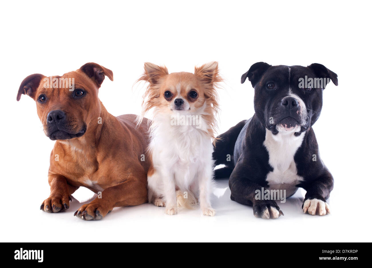 Portrait d'un Staffordshire Bull Terrier et chihuahua in front of white background Banque D'Images