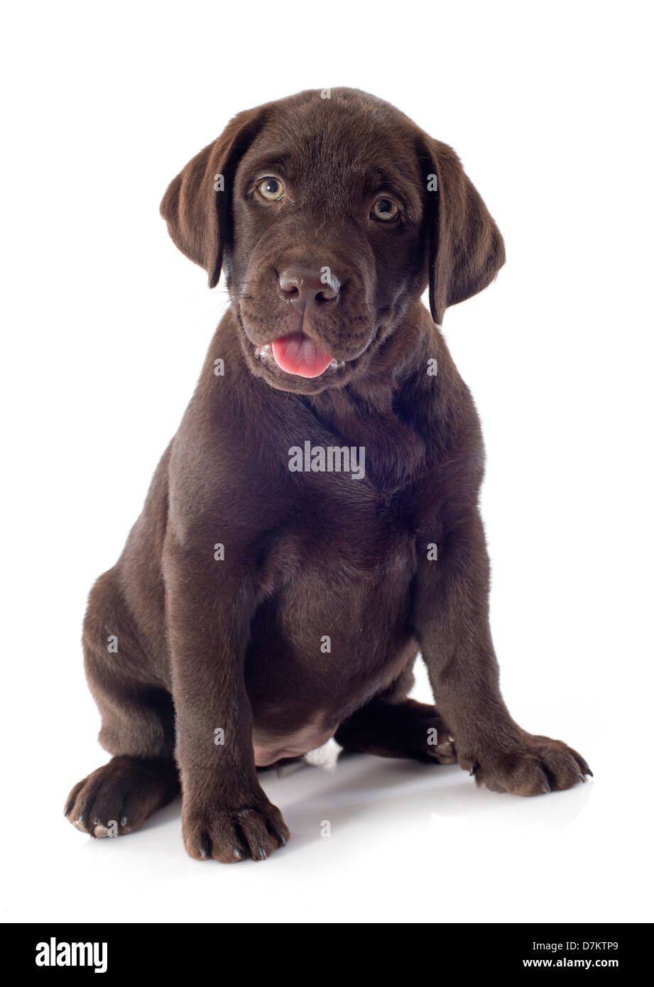 Pure race chiot labrador retriever in front of white background Banque D'Images Pure race chiot labrador retriever in front of white background Banque D'Images