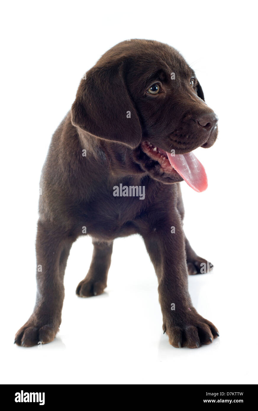 Pure race chiot labrador retriever in front of white background Banque D'Images Pure race chiot labrador retriever in front of white background Banque D'Images