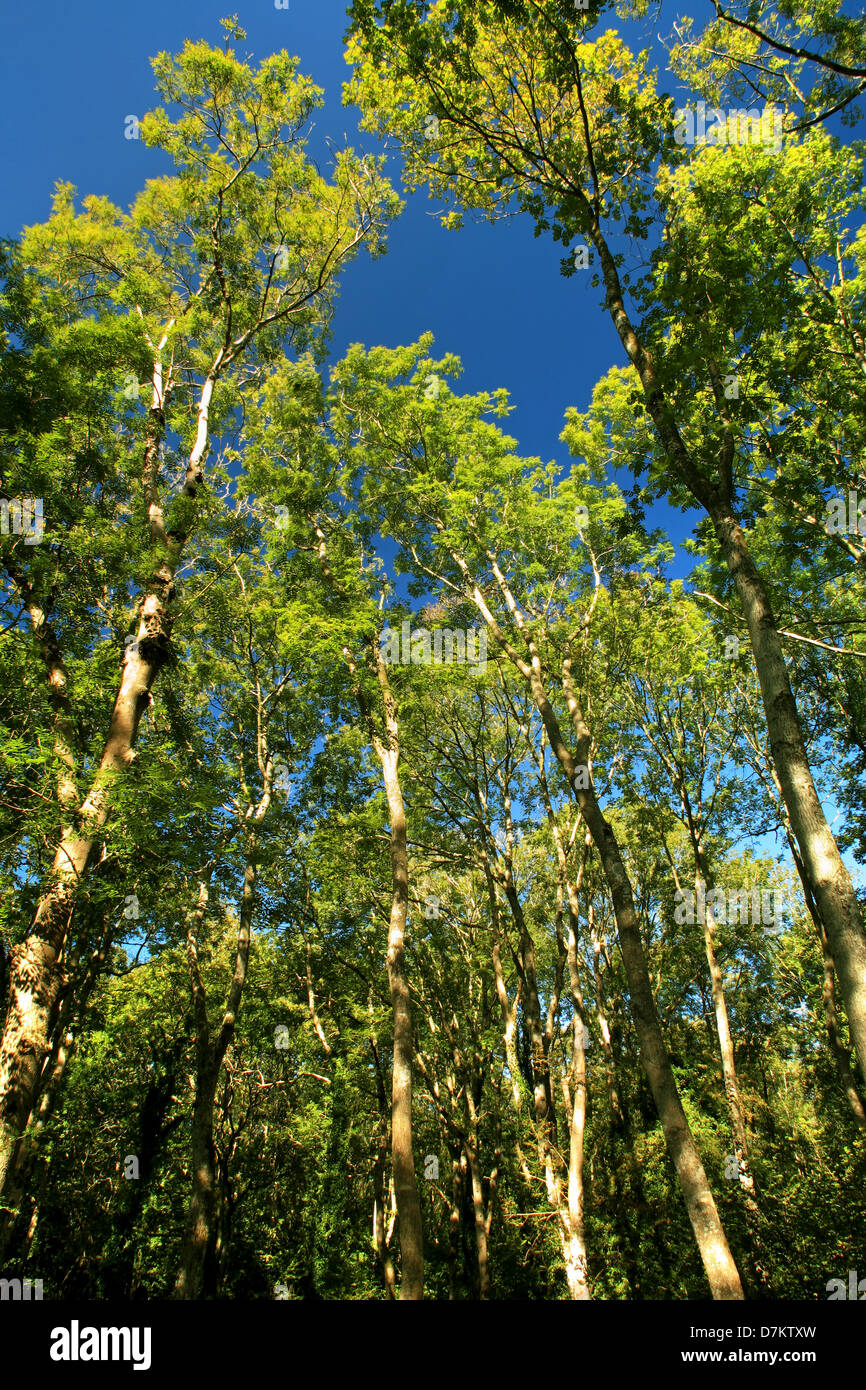 La canopée d'une forêt de frênes en été avec un ciel bleu Banque D'Images