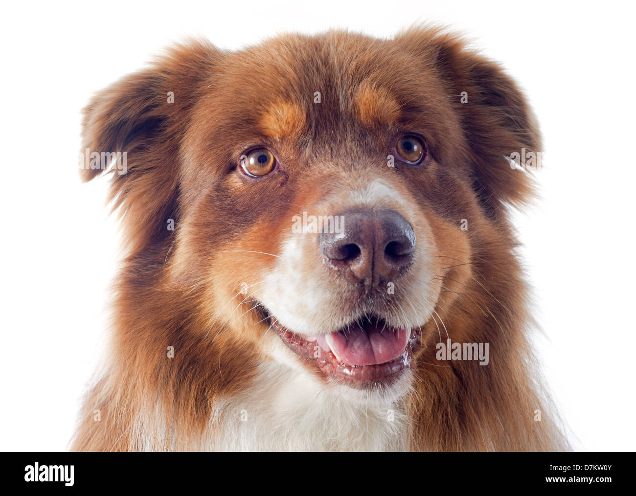 Berger Australien pure race, in front of white background Banque D'Images