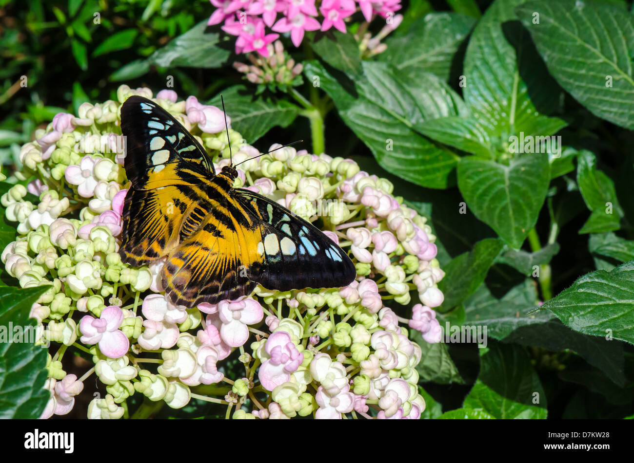 Parthenos sylvia butterfly reposant sur une fleur Banque D'Images