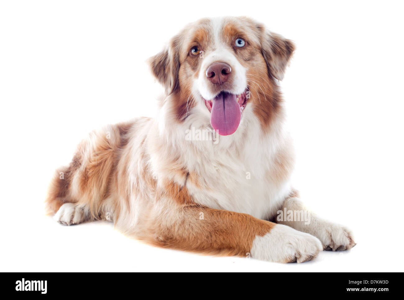 Berger Australien pure race, in front of white background Banque D'Images