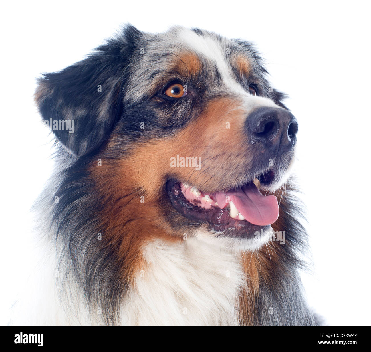 Berger Australien pure race, in front of white background Banque D'Images