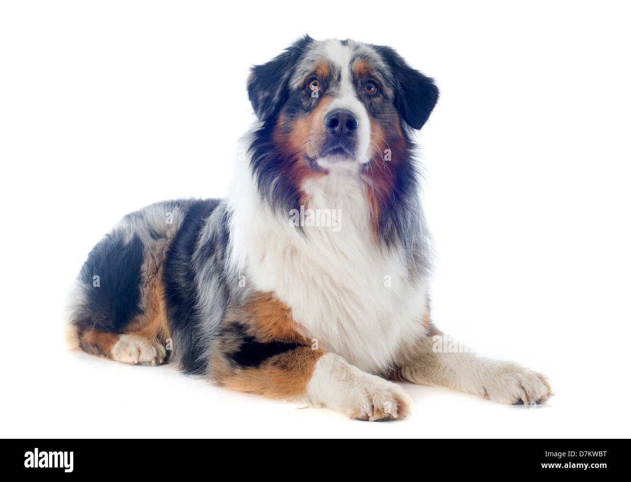 Berger Australien pure race, in front of white background Banque D'Images