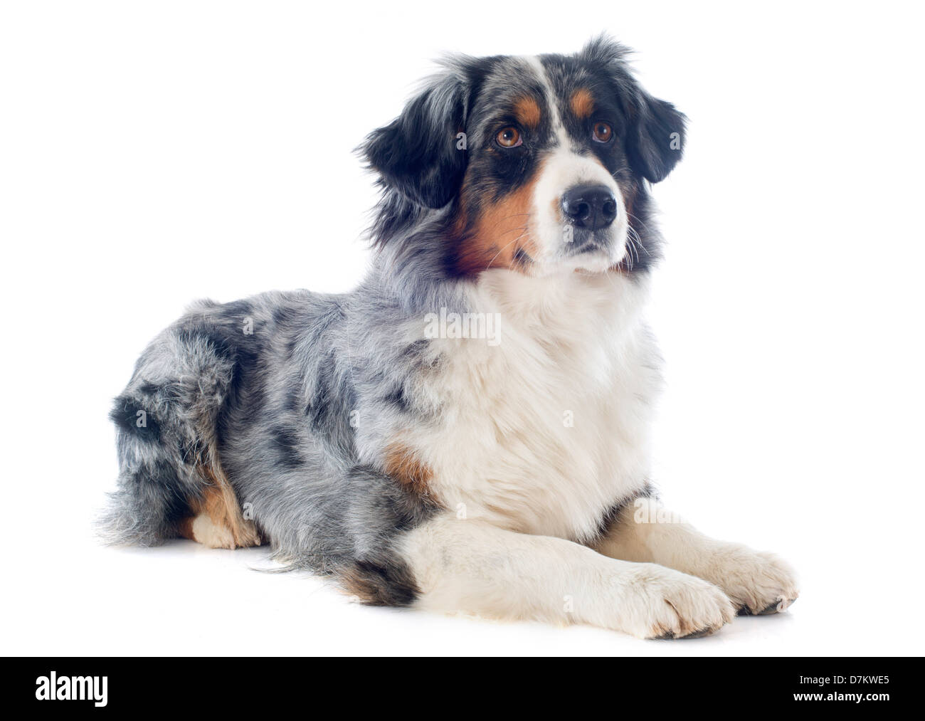 Berger Australien pure race, in front of white background Banque D'Images