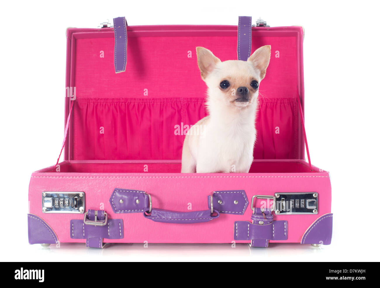 chien chihuahua brun à cheveux courts assis sur une valise rose avec  accessoires de voyage, chapeaux de paille, isolé sur fond bleu. 9667309  Photo de stock chez Vecteezy