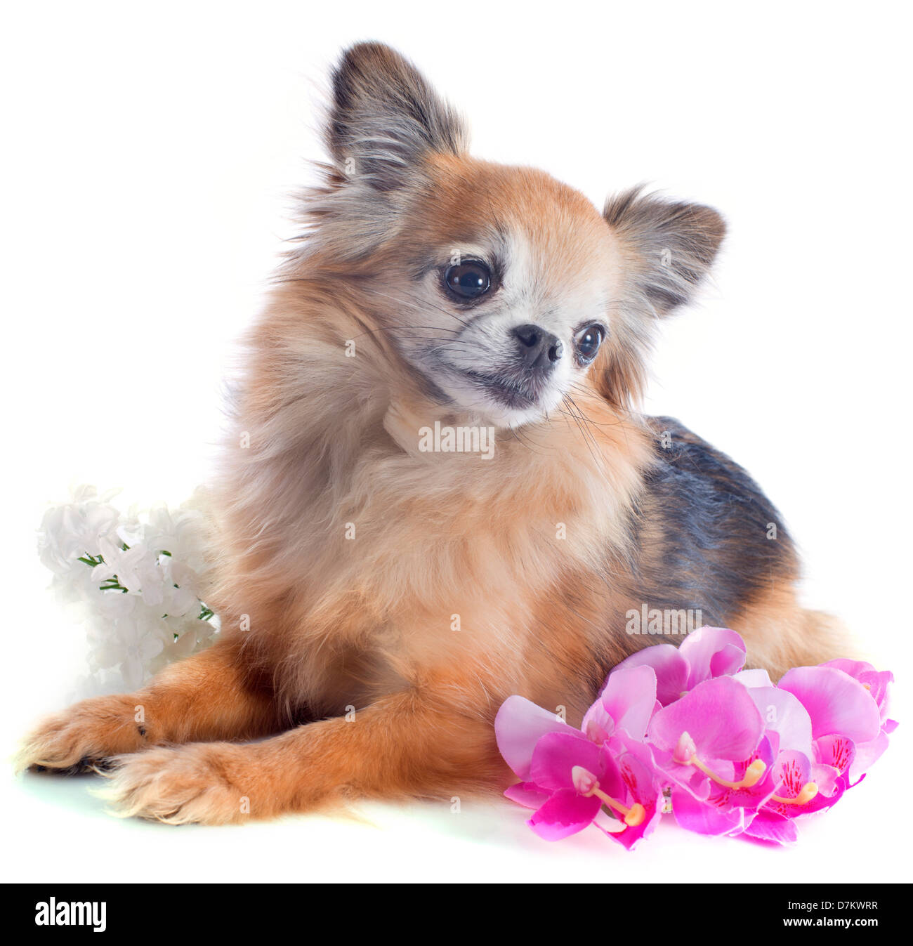 Portrait of a cute chihuahua pure race hauts in front of white background Banque D'Images