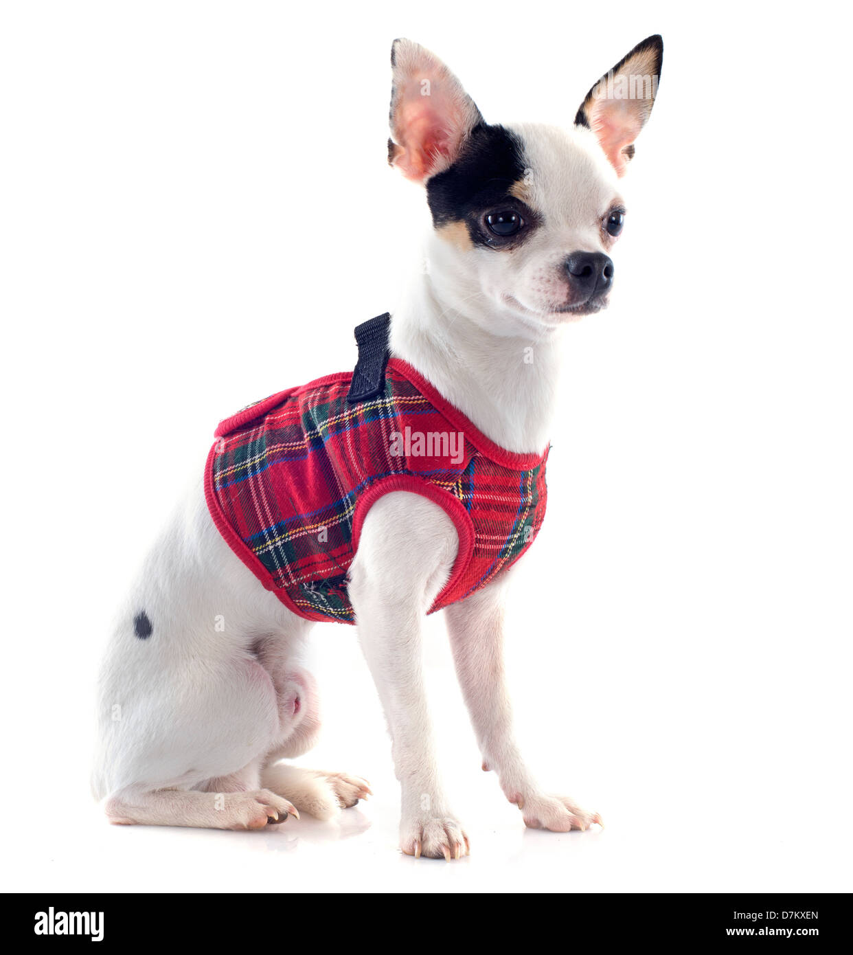 Chihuahua habillé in front of white background Banque D'Images