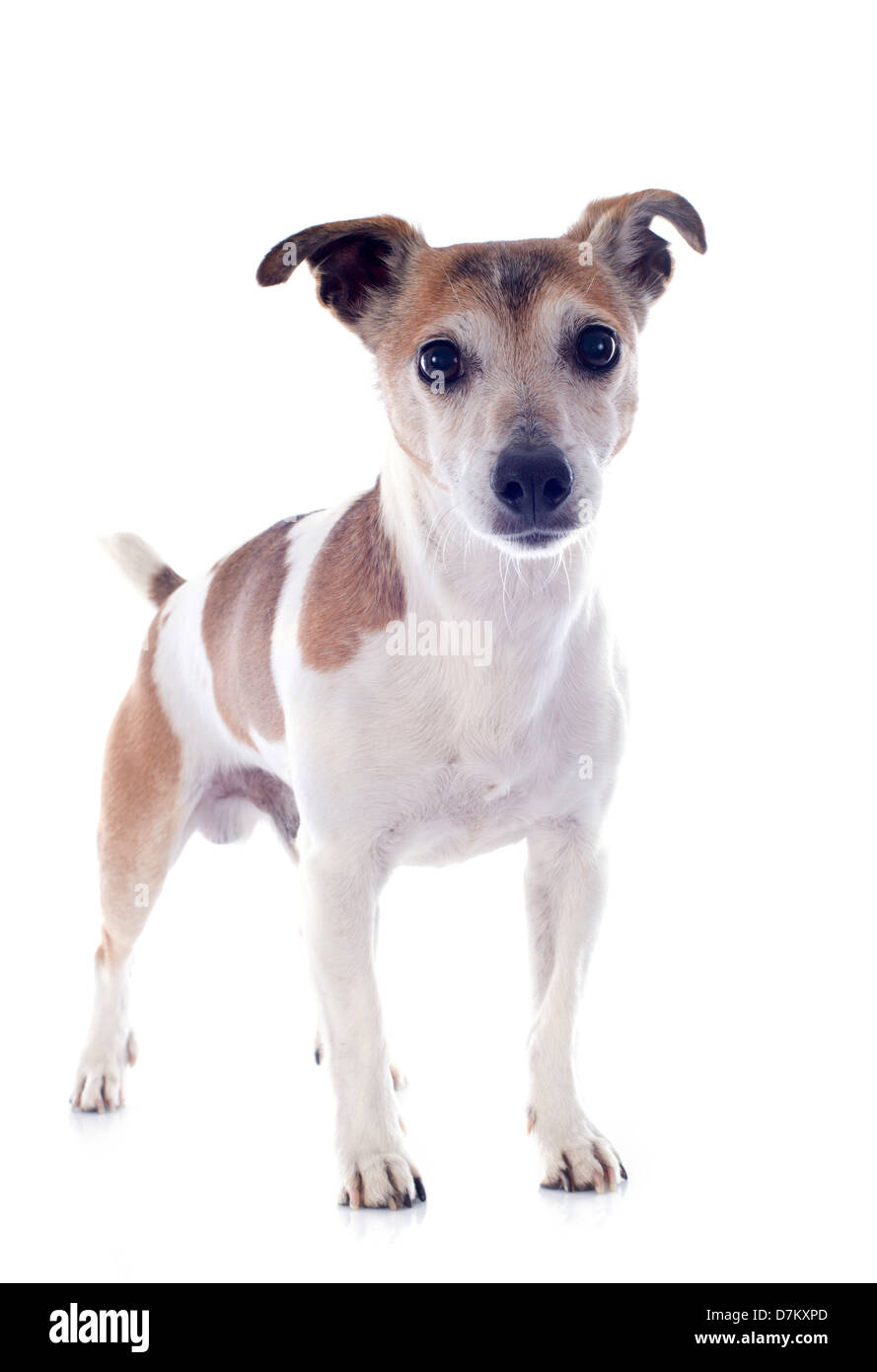 Portrait d'un Jack Russel terrier de race en studio supérieur Banque D'Images
