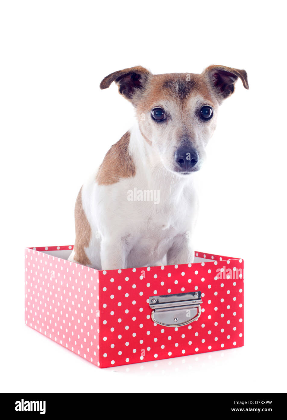 Portrait d'un Jack Russel terrier de race dans une boîte en studio Banque D'Images