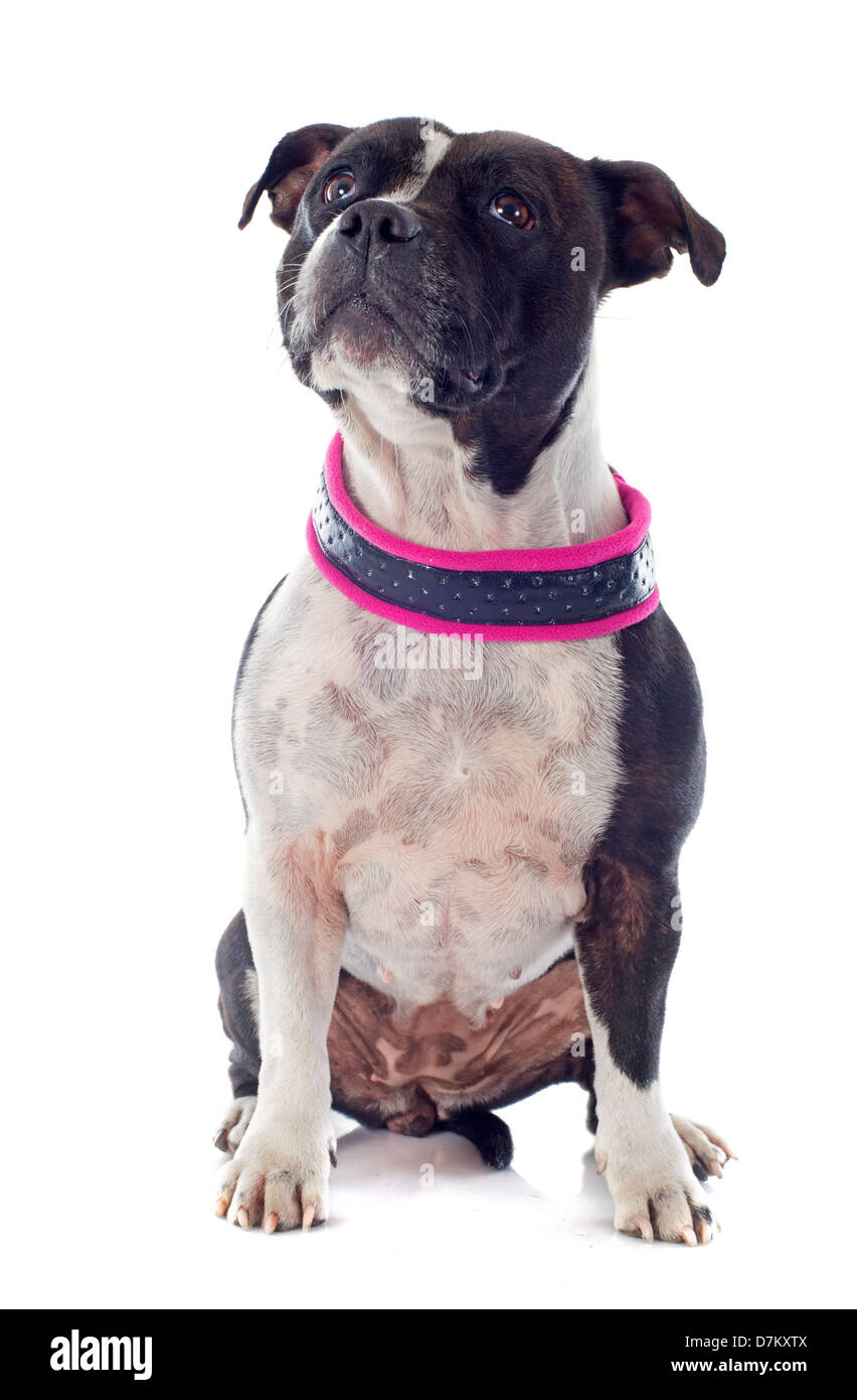 Portrait d'un Staffordshire Bull Terrier in front of white background Banque D'Images