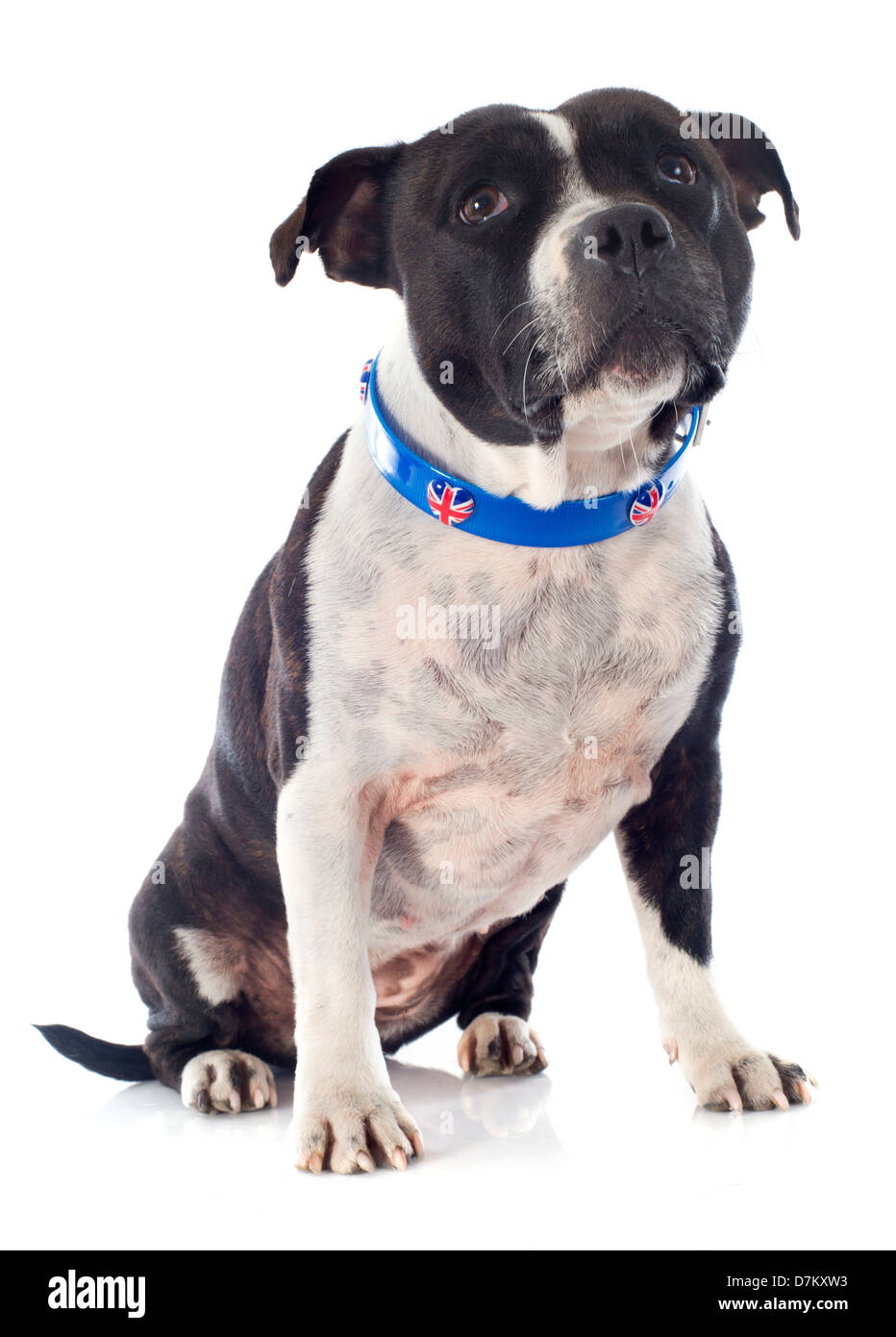Portrait d'un Staffordshire Bull Terrier avec un col anglais in front of white background Banque D'Images