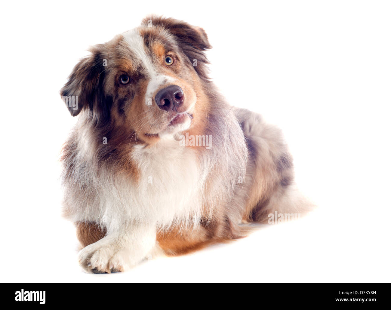 Berger Australien pure race, in front of white background Banque D'Images