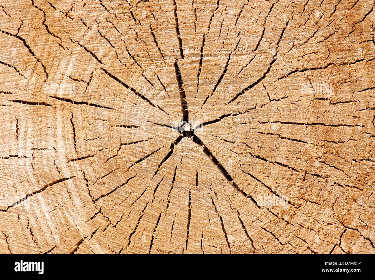 Des fissures en forme d'étoile sur l'arbre de coupe Banque D'Images