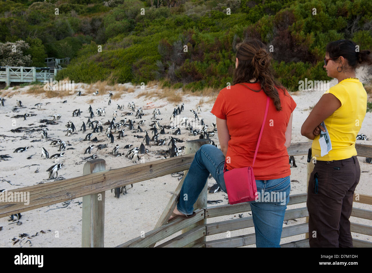 Les touristes à regarder la colonie de pingouins africains, Boulders Beach, péninsule du Cap, Afrique du Sud Banque D'Images