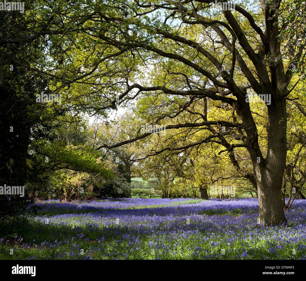 BLUEBELLS DÉVELOPPE À HILLHOUSE WOODS À WEST BERGHOLT, Colchester, Essex, Angleterre Banque D'Images