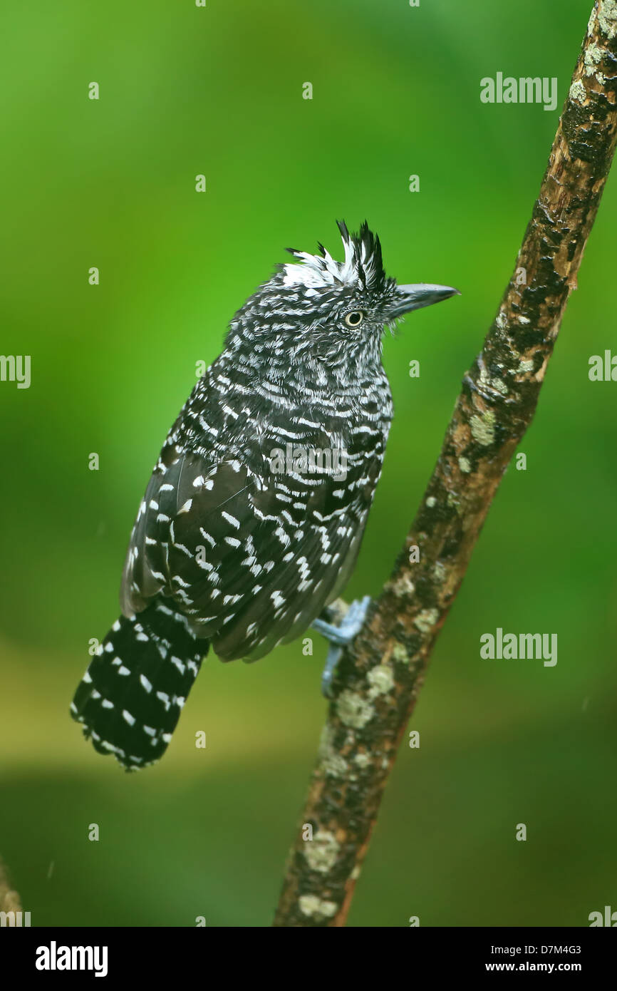 Prescription (Thamnophilus doliatus) Antshrike Banque D'Images