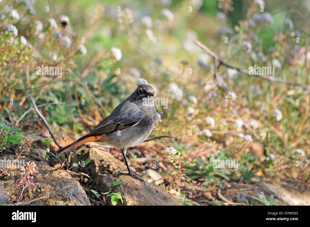 Rougequeue noir (Phoenicurus ochruros) Barcelone, Espagne, janvier Banque D'Images
