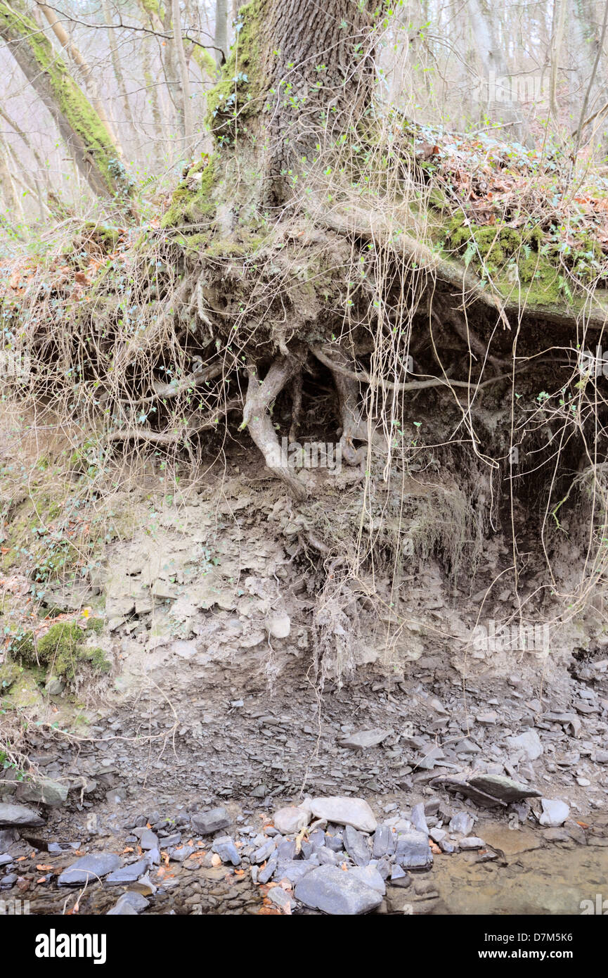 L'érosion des berges exposer les racines d'un arbre adulte, rivière Wyre, Wales, UK Banque D'Images