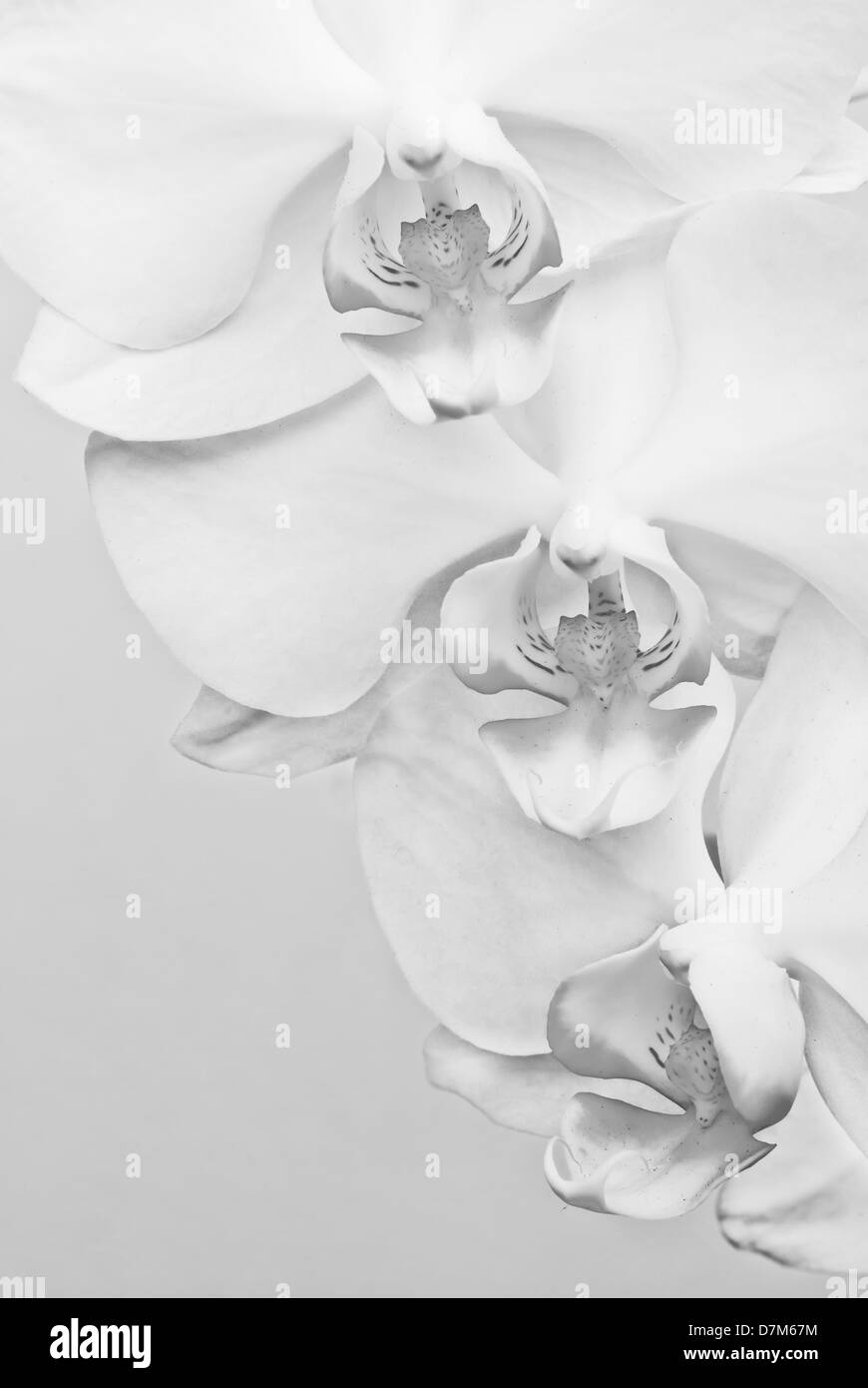 Un plan macro de fleur d'orchidée blanche. Image en noir et blanc, fond gris Banque D'Images Un plan macro de fleur d'orchidée blanche. Image en noir et blanc, fond gris Banque D'Images