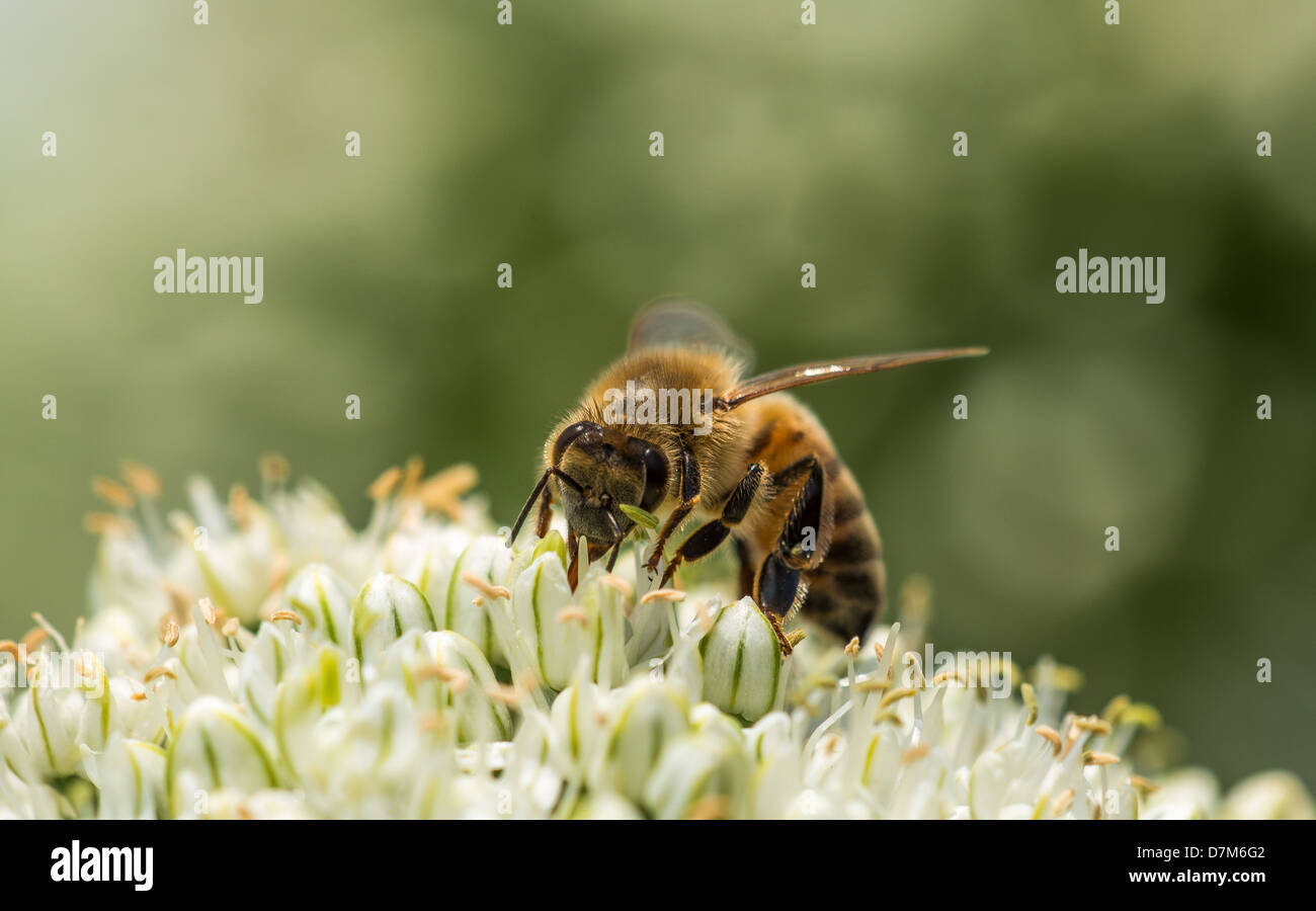 Abeille sur une fleur d'Oignon Banque D'Images