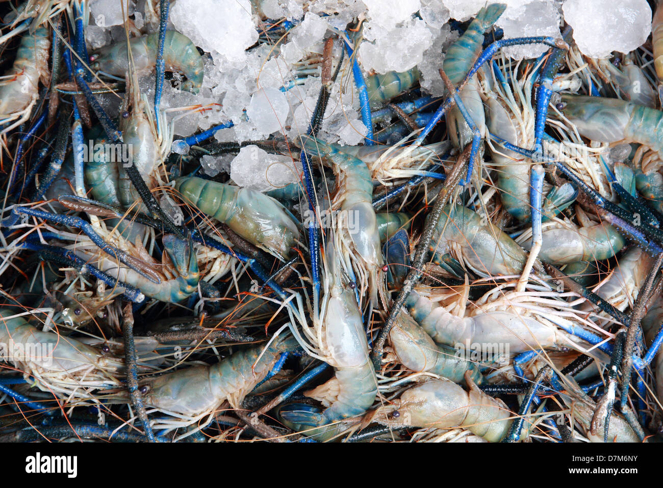 Grosses crevettes, crevettes Rivière commun avec de la glace pour conserver la fraîcheur Banque D'Images