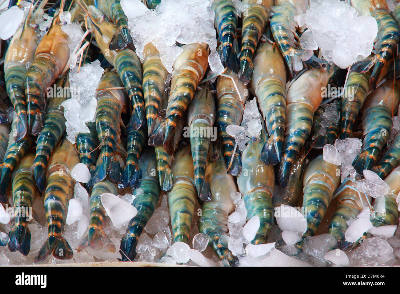 Grosses crevettes, crevettes Rivière commun avec de la glace pour conserver la fraîcheur Banque D'Images