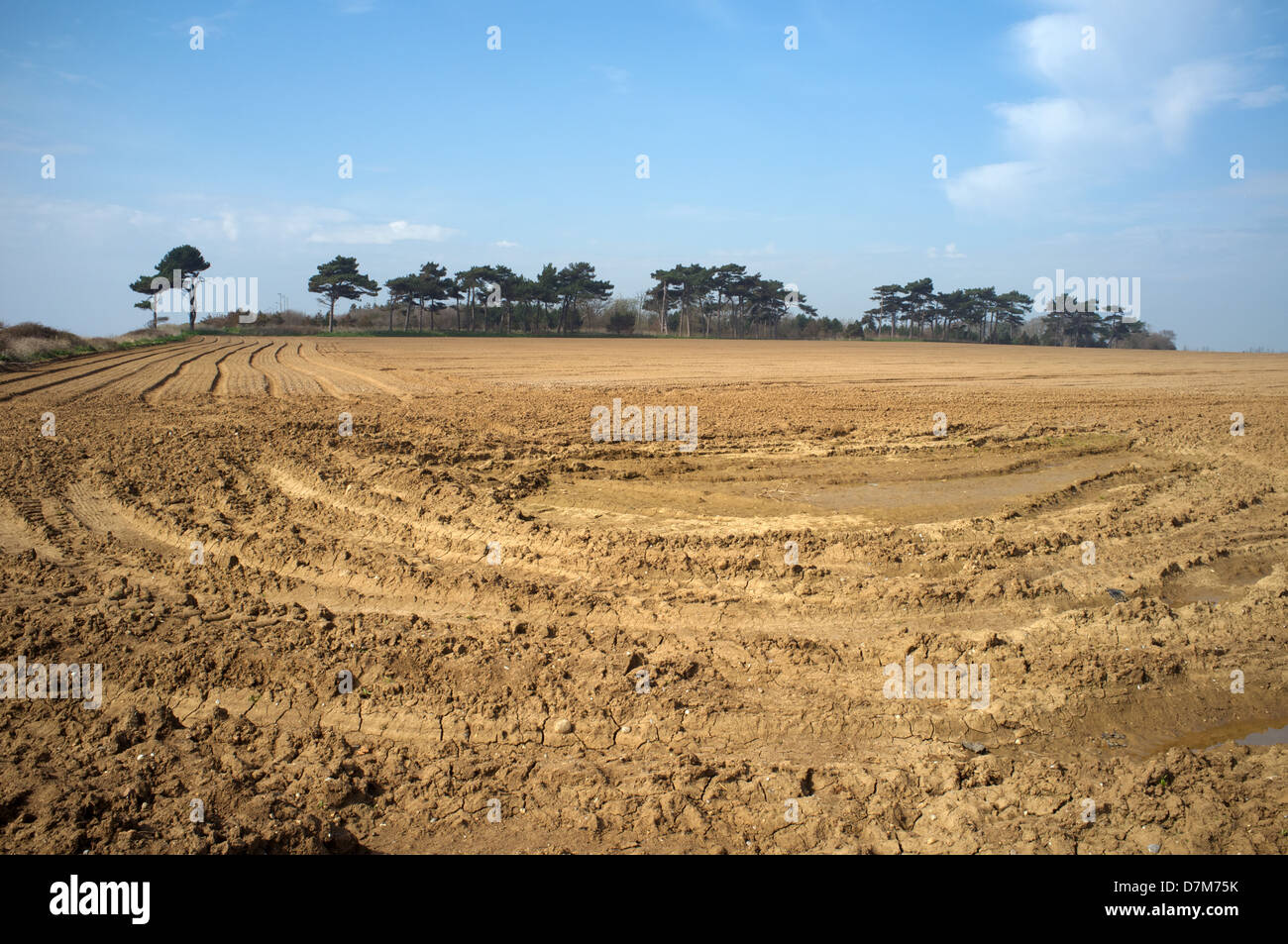Les terres agricoles, Bawdsey, Suffolk, UK. Banque D'Images