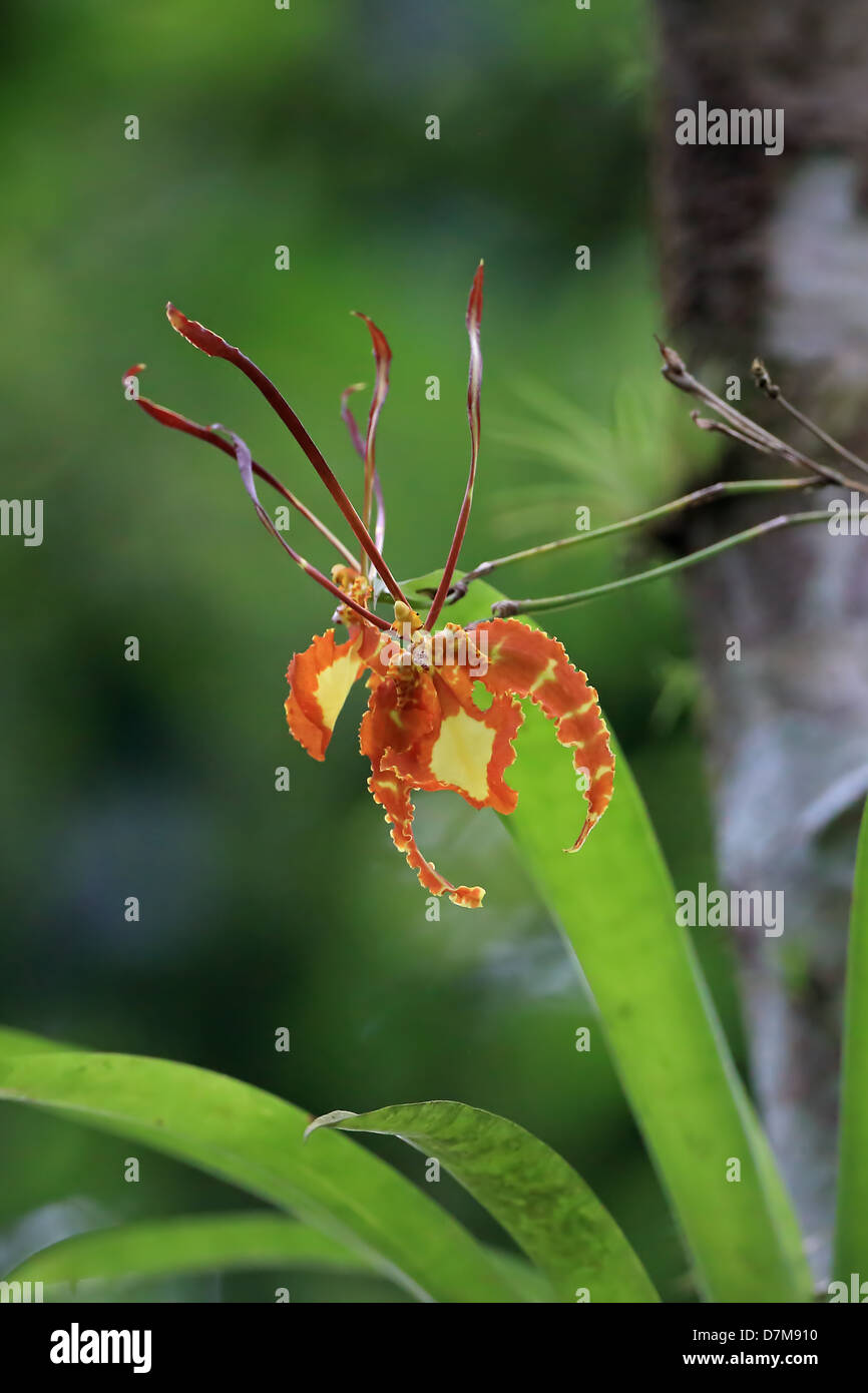 Orchidée papillon (Psychopsis papilio) Banque D'Images
