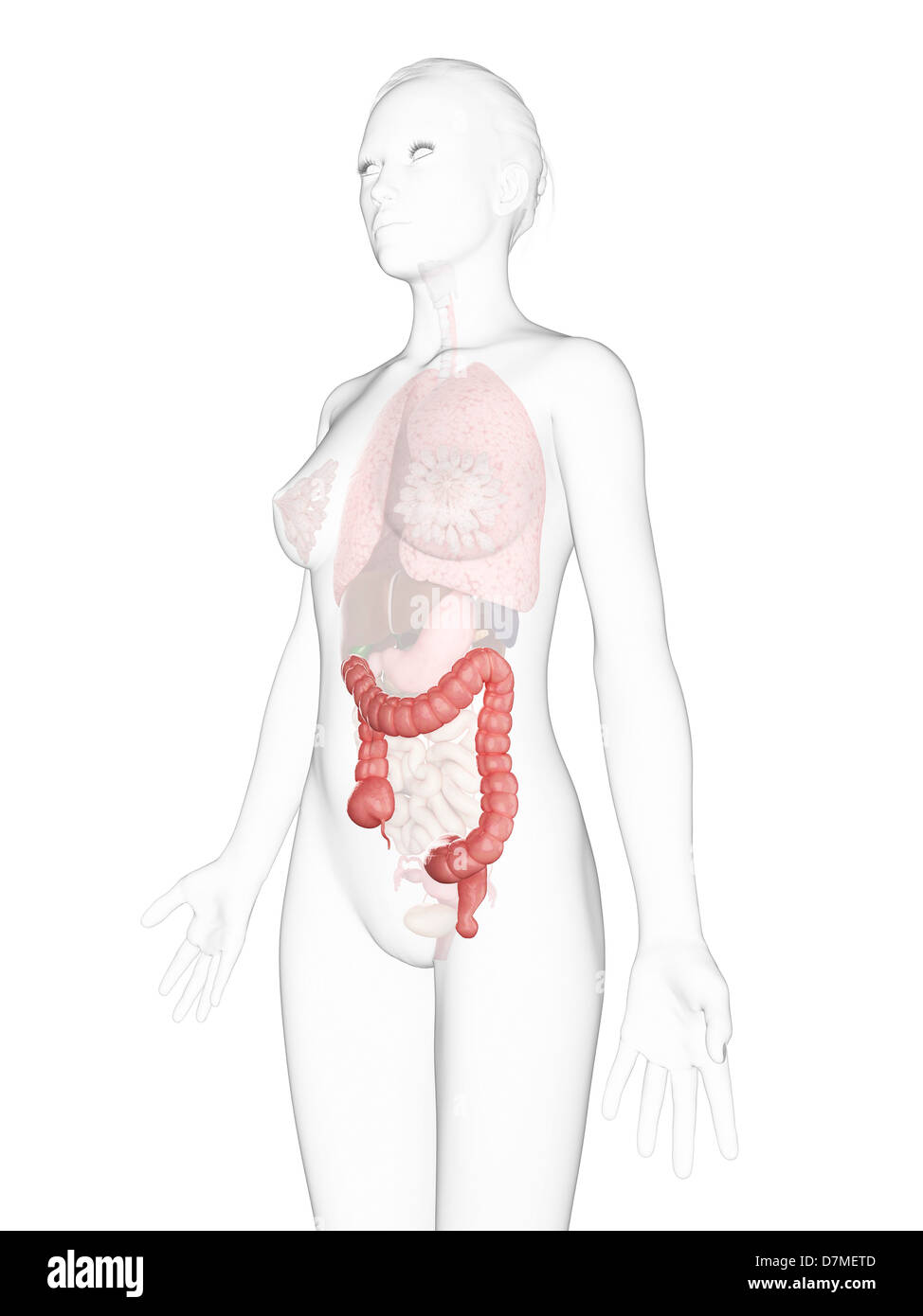 Côlon sain, artwork Banque D'Images