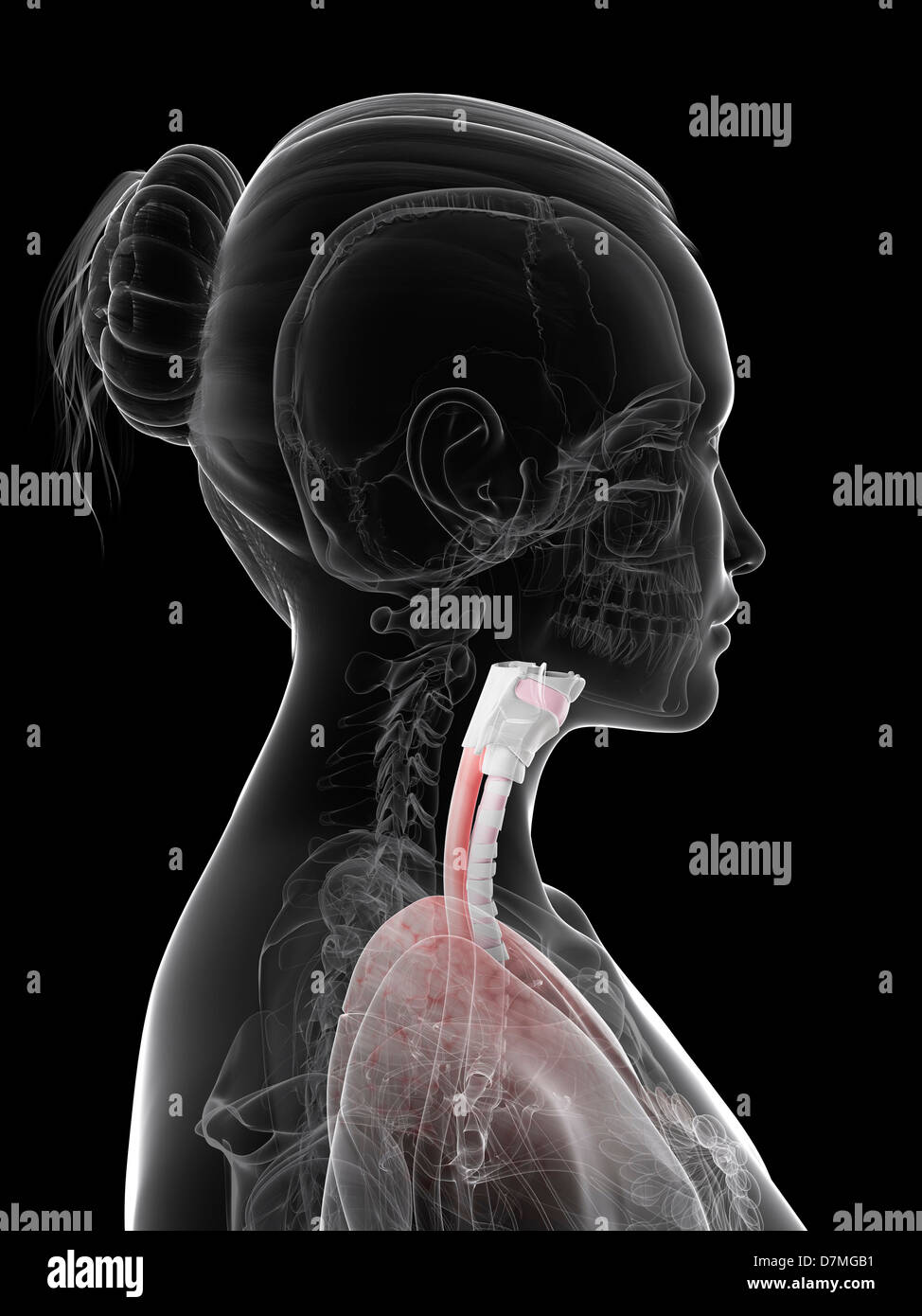 Larynx, oeuvre Banque D'Images