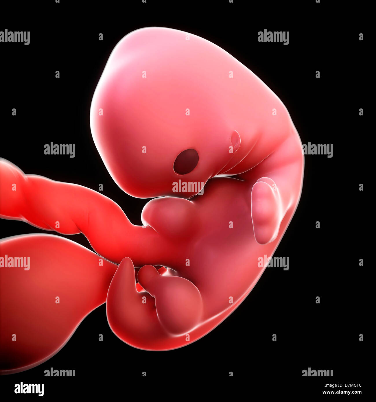 Embryon A 7 Semaines Banque D Image Et Photos Alamy Embryon A 7 Semaines Banque D Image Et Photos Alamy