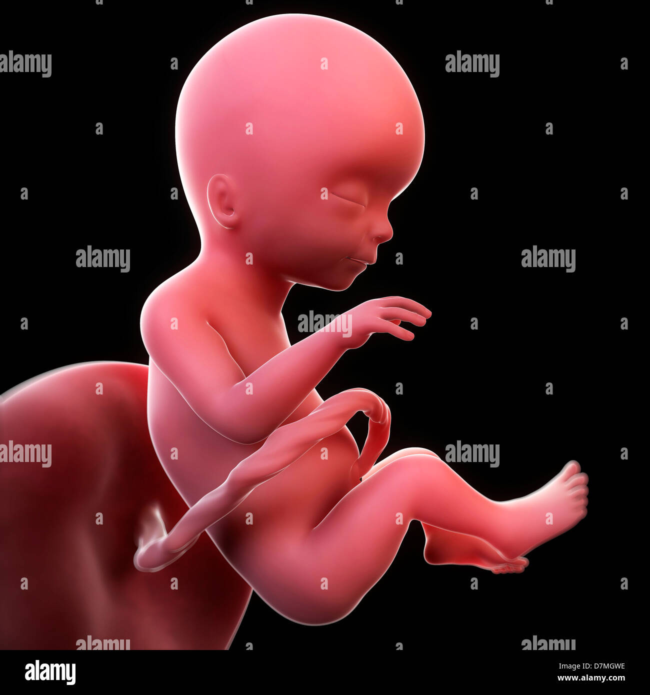 Fœtus A 17 Semaines Artwork Photo Stock Alamy