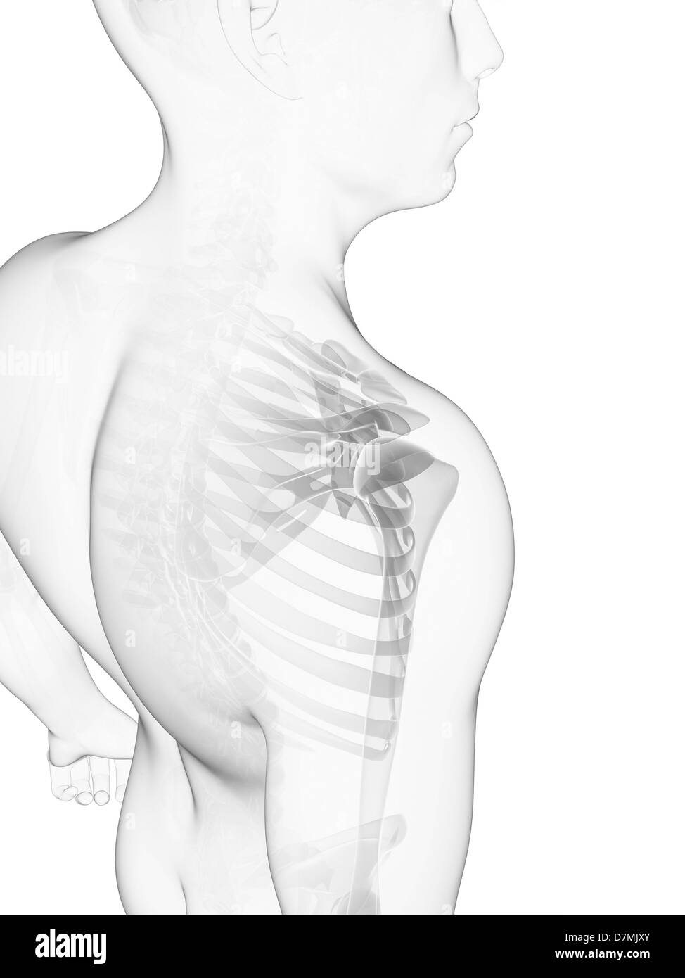 Les os de l'épaule, artwork Banque D'Images