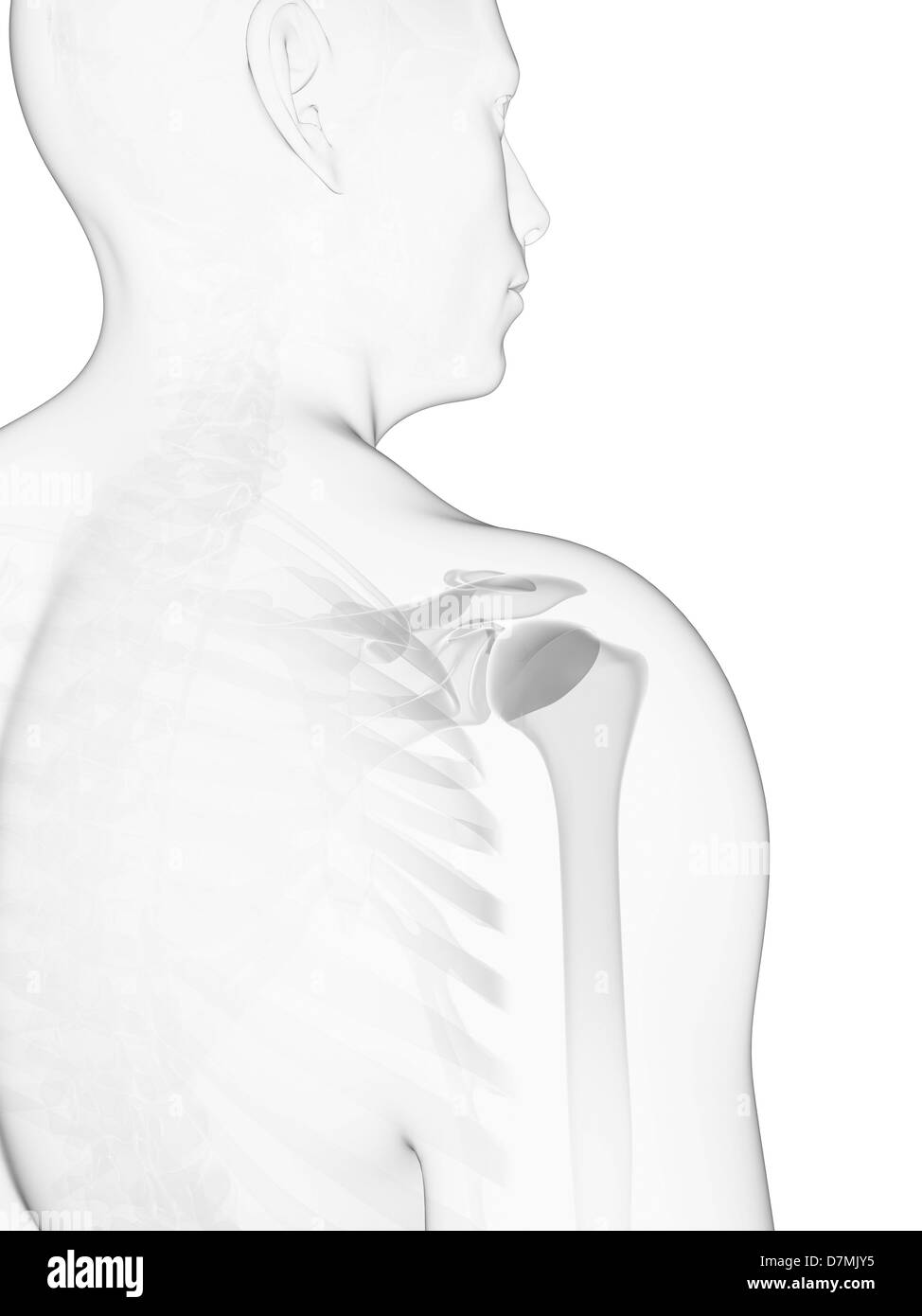 Les os de l'épaule, artwork Banque D'Images