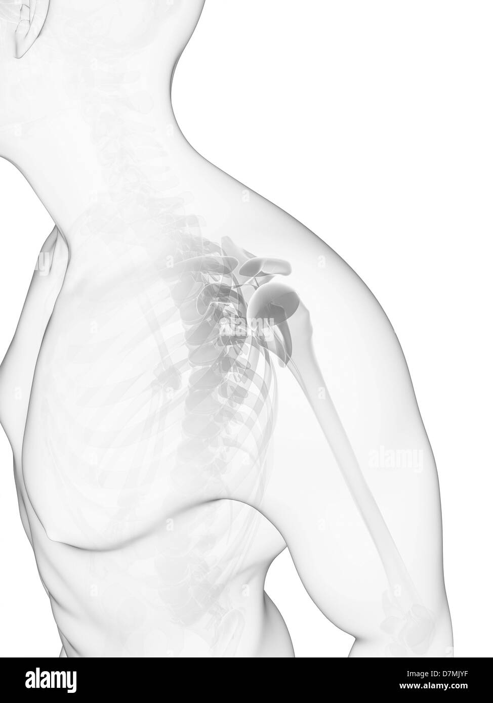 Les os de l'épaule, artwork Banque D'Images