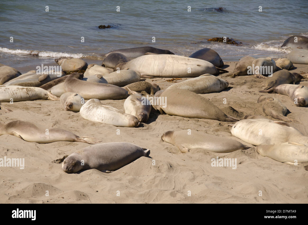 États-unis, Californie, la côte du Pacifique, Cambria, plage de Piedras Blancas. Léphant de colonie. San Simeon State Park. Banque D'Images